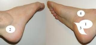 talp_5..jpg